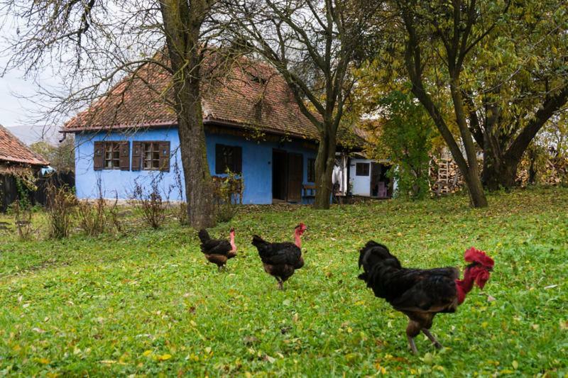 Count Kalnoky'S Transylvanian Guesthouses Miclosoara Ngoại thất bức ảnh